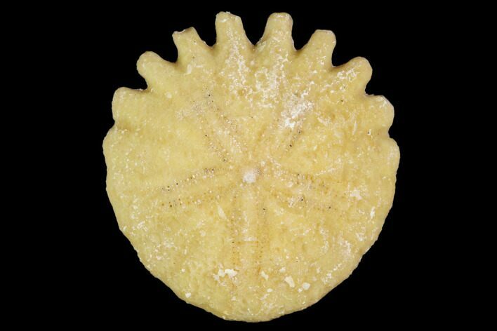 Fossil Sand Dollar (Heliophora) - Boujdour Province, Morocco #106784